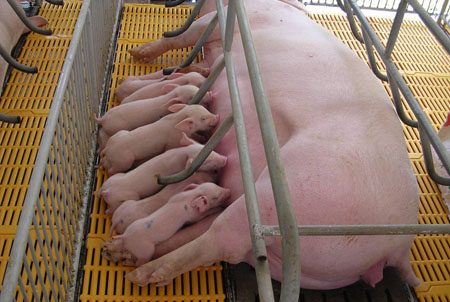 Trước khi cai sữa – thời điểm vàng trong chăn nuôi heo nái