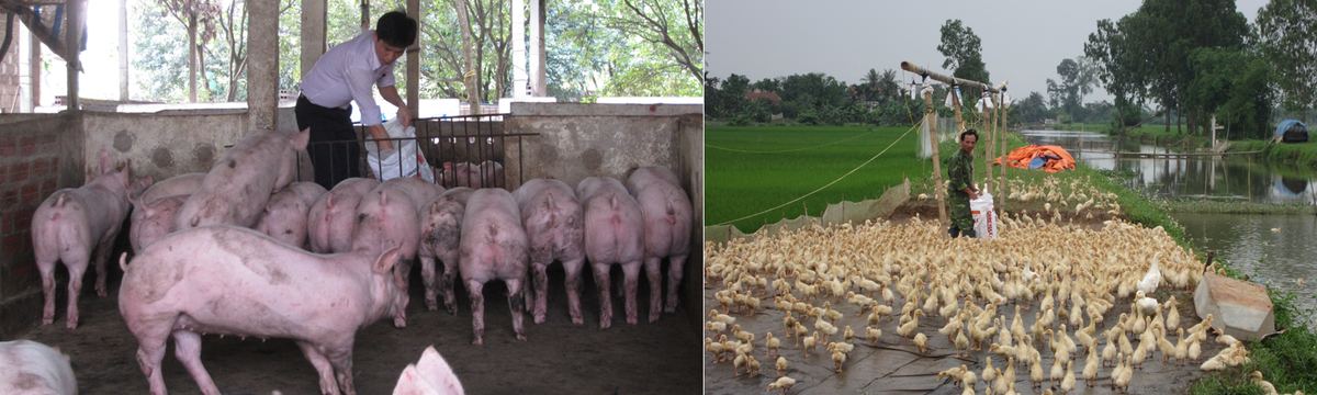 Hình ảnh Livabin